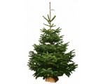 SAPIN NORDMANN 150/+