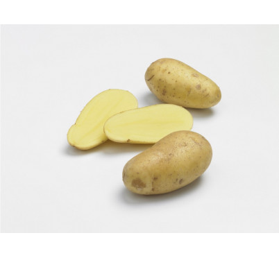 CHARLOTTE  25/32  60 plants