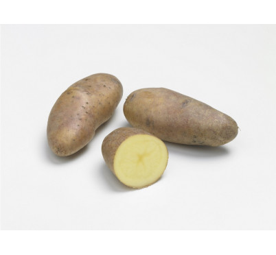 BELLE DE FONTENAY 25/32  60 plts