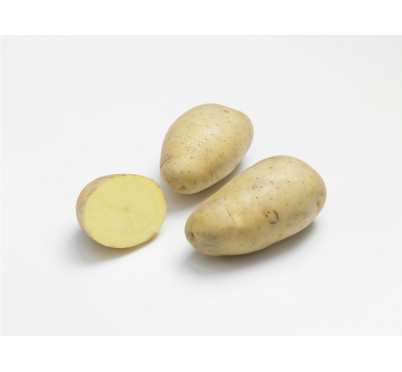 MONALISA  28/35  60 plants