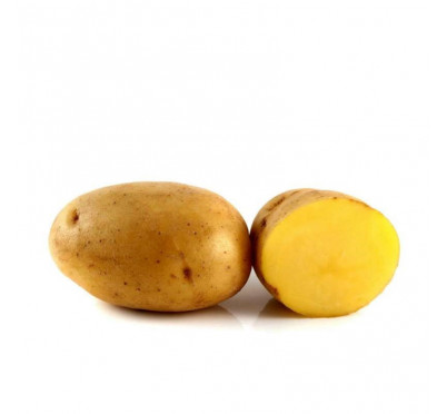 LAURETTE 28/30  60 plants