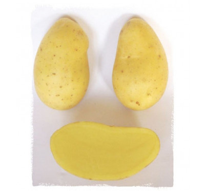 BERNADETTE 25/35  100 plants