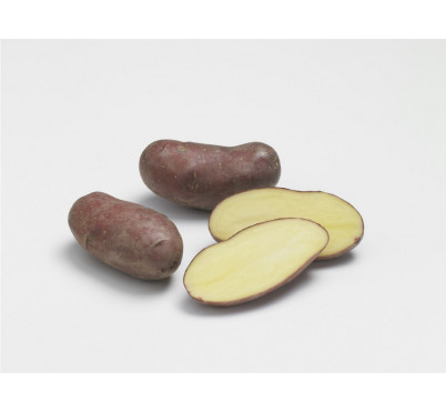 CHERIE 25/32   60 plants