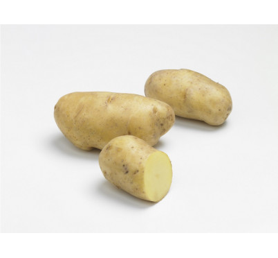 NICOLA 28/35  60 plants