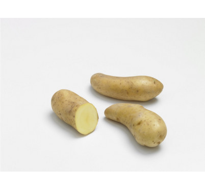 RATTE 25/32 25 plants