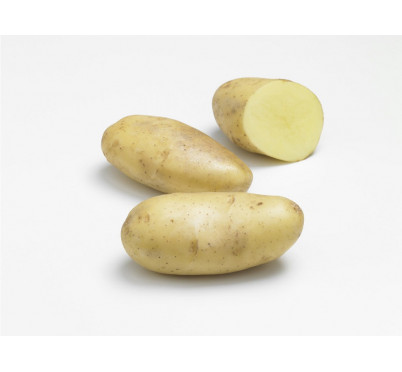 SPUNTA  25/35  60 plants