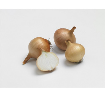 OIGNON JAUNE PAILLE VERTUS 500G