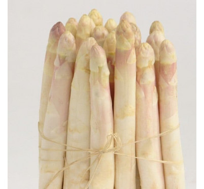 ASPERGE ARGENT 2A 10 GRIFFES