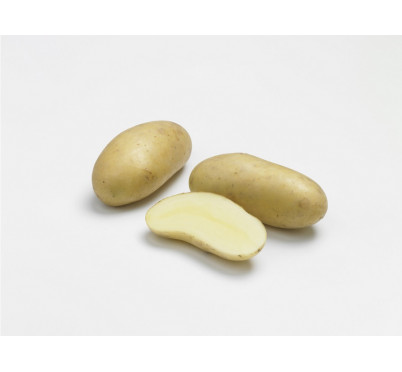 AMANDINE  25/32  100 plants