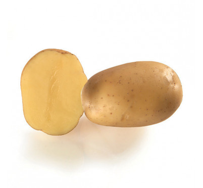 DOLWEN 25/35  60 plants