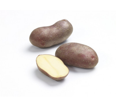 CHEYENNE 28/30 25 plants