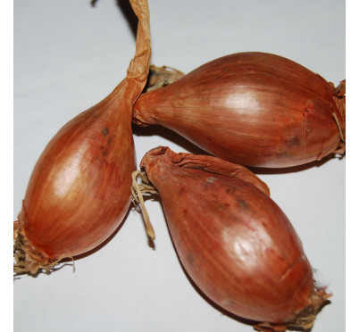 ECHALOTE JERMOR   1KG