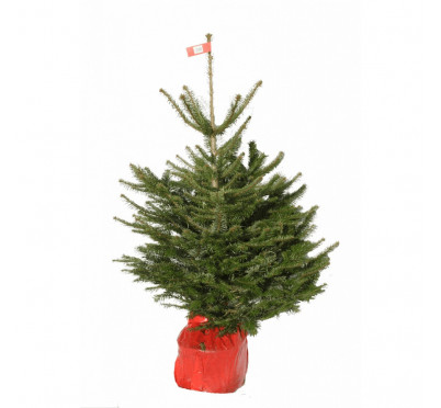 SAPIN NORDMANN MOTTE 100/+